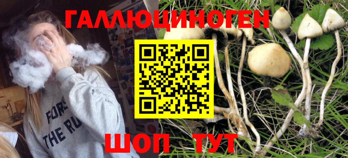 Псилоцибиновые грибы Psilocybine cubensis  Вход с VPN  Кузнецк 